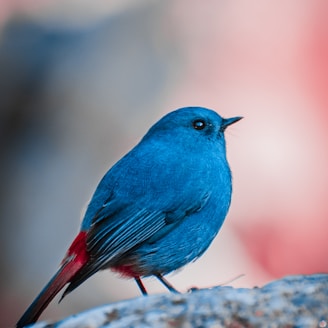 blue and red bird during daytime