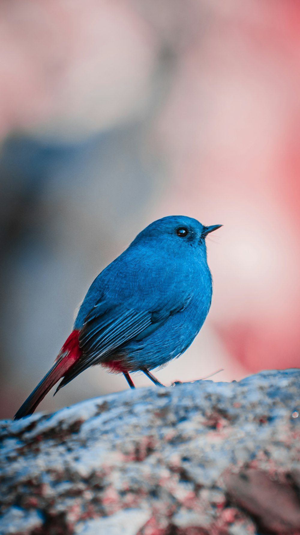 昼間の青と赤の鳥