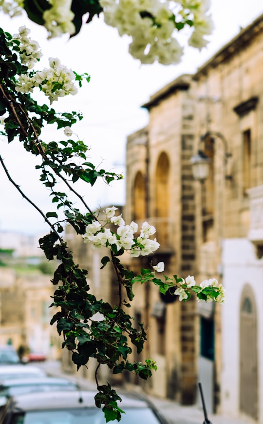 white cluster flowers in Gozo Malta