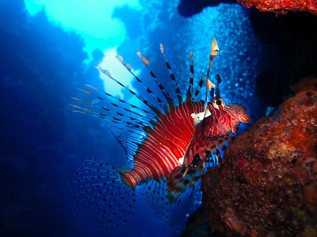 red lionfish