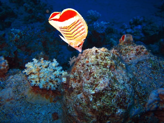 red and yellow striped fish on reef in Red Sea Governorate Egypt