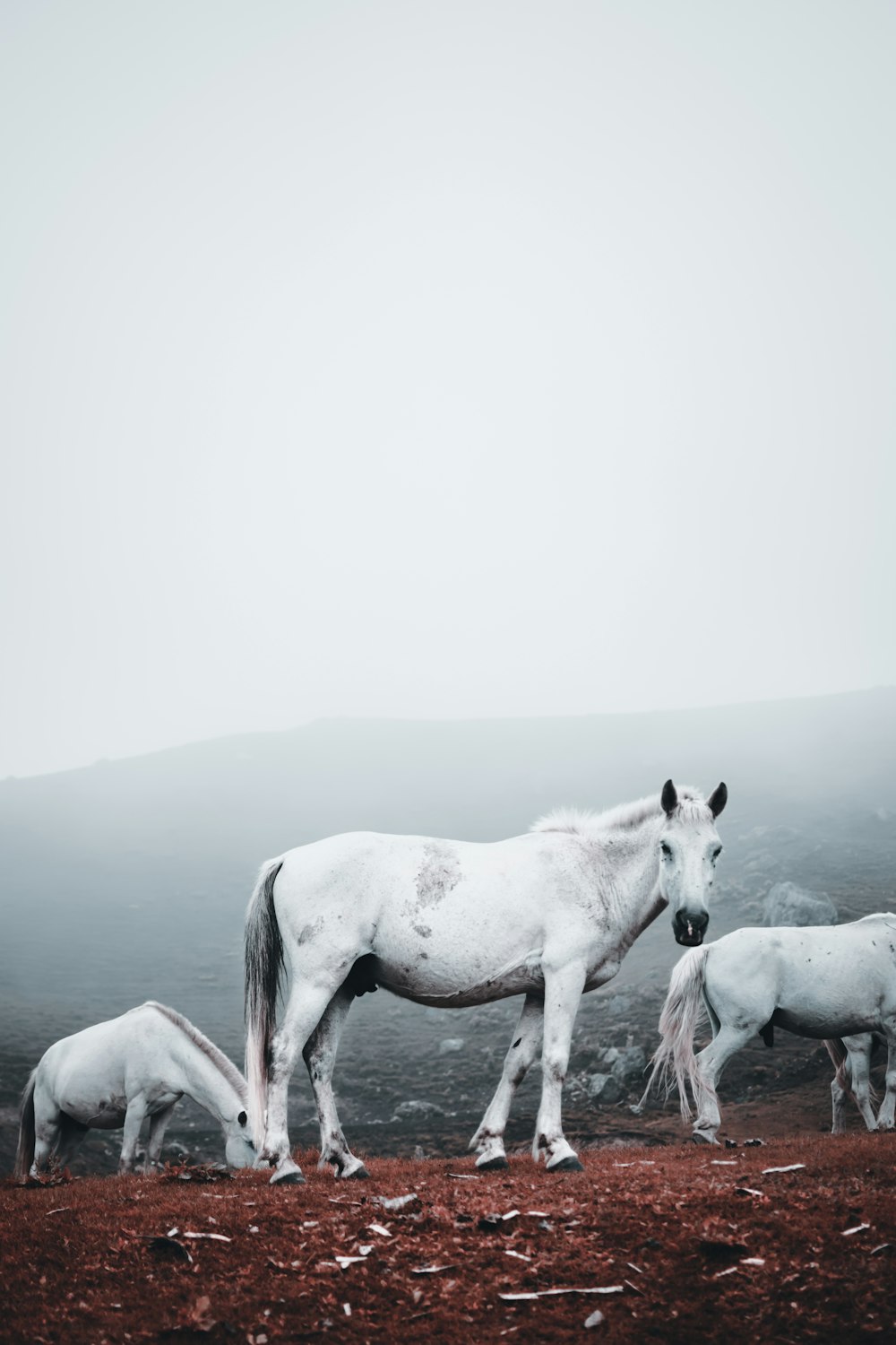 three white horses