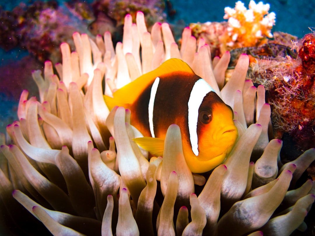 Underwater photo spot Sharm el-Sheikh Egypt