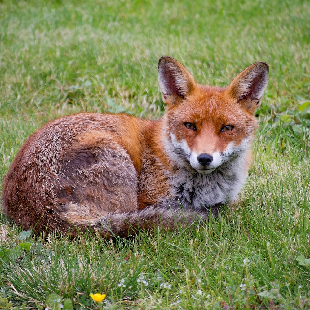 brown fox on grass field