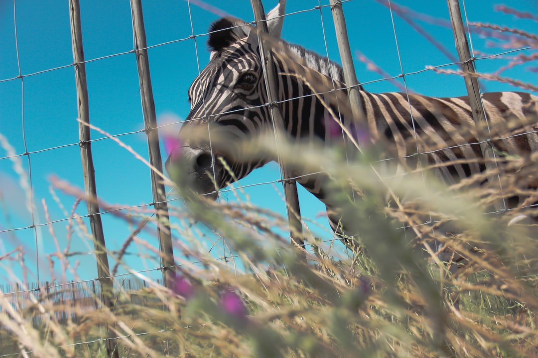 Wildlife photo spot Giraffe House Hout Bay