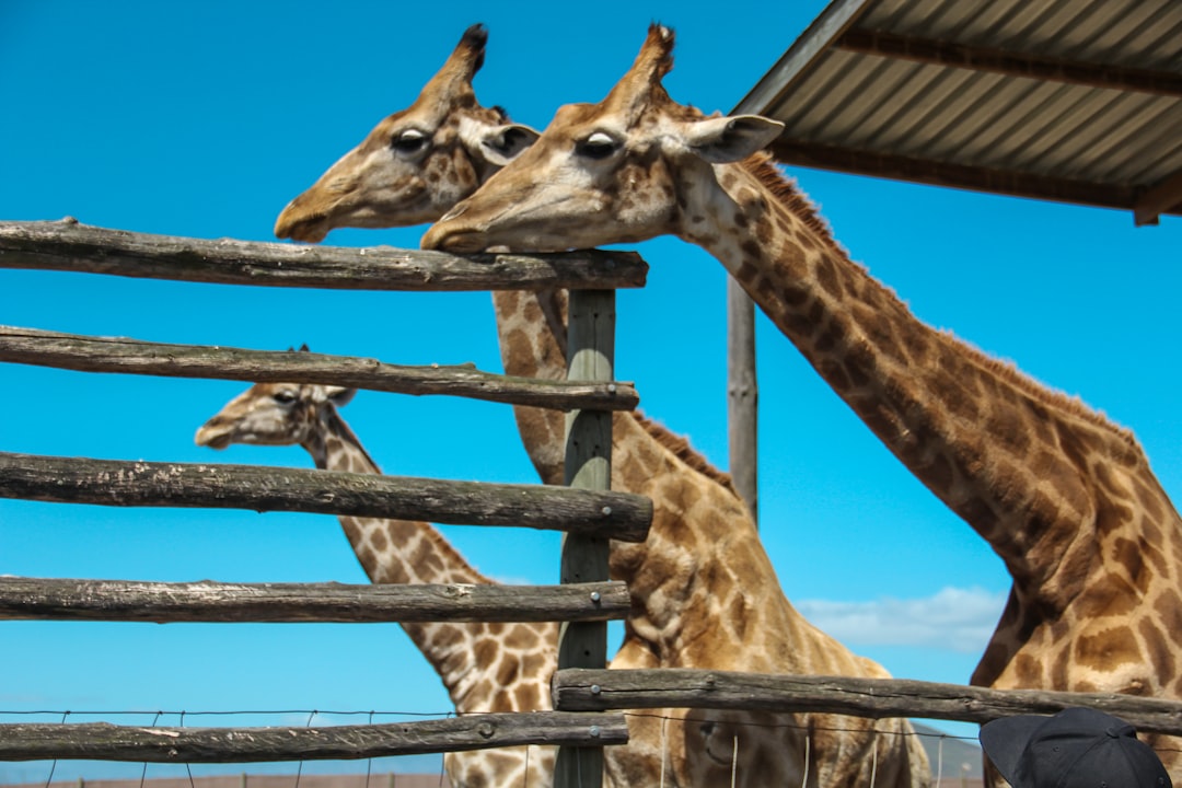 Wildlife photo spot Giraffe House Robben Island