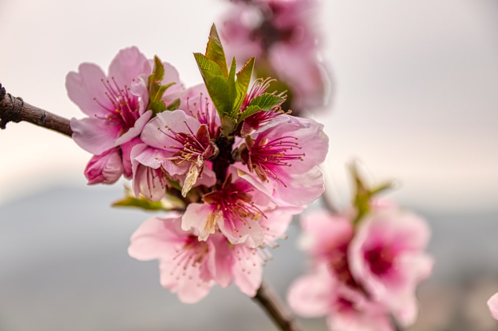 pink cherry blossom flowers