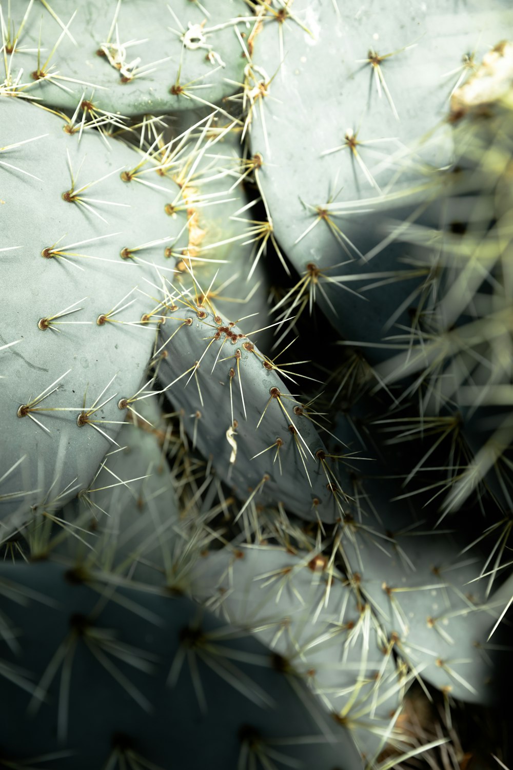 green cactus plant