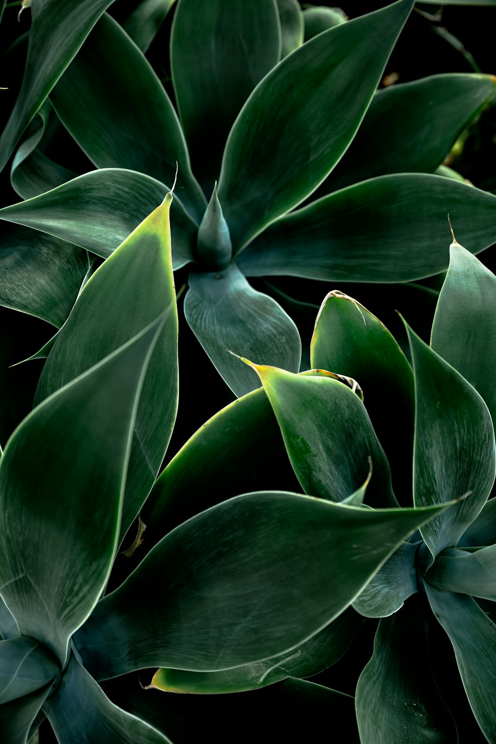 green leafed plant