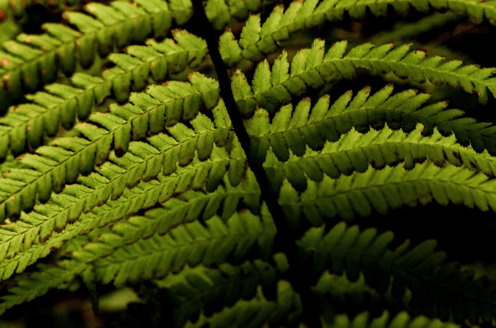 green fern plant