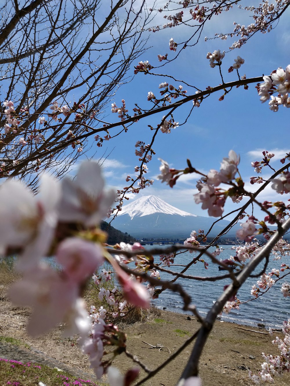 Cherryblossom tree