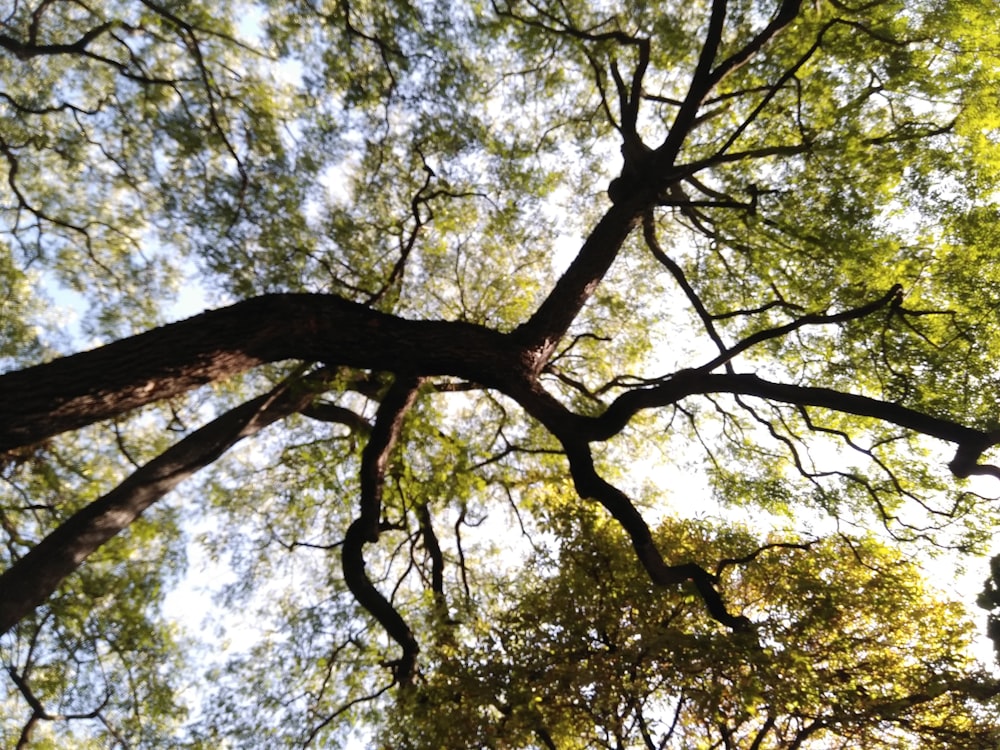 low-angle photography of green-leafed tree