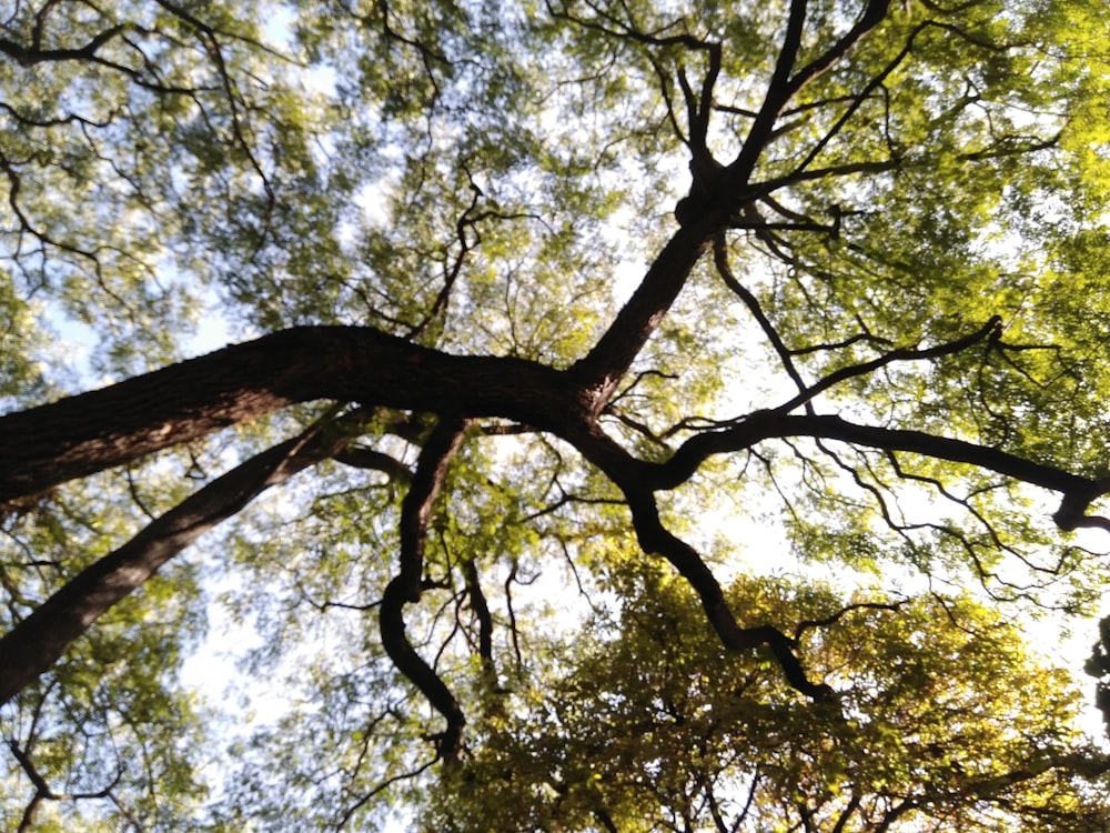 Photographie en contre-plongée d’un arbre à feuilles vertes