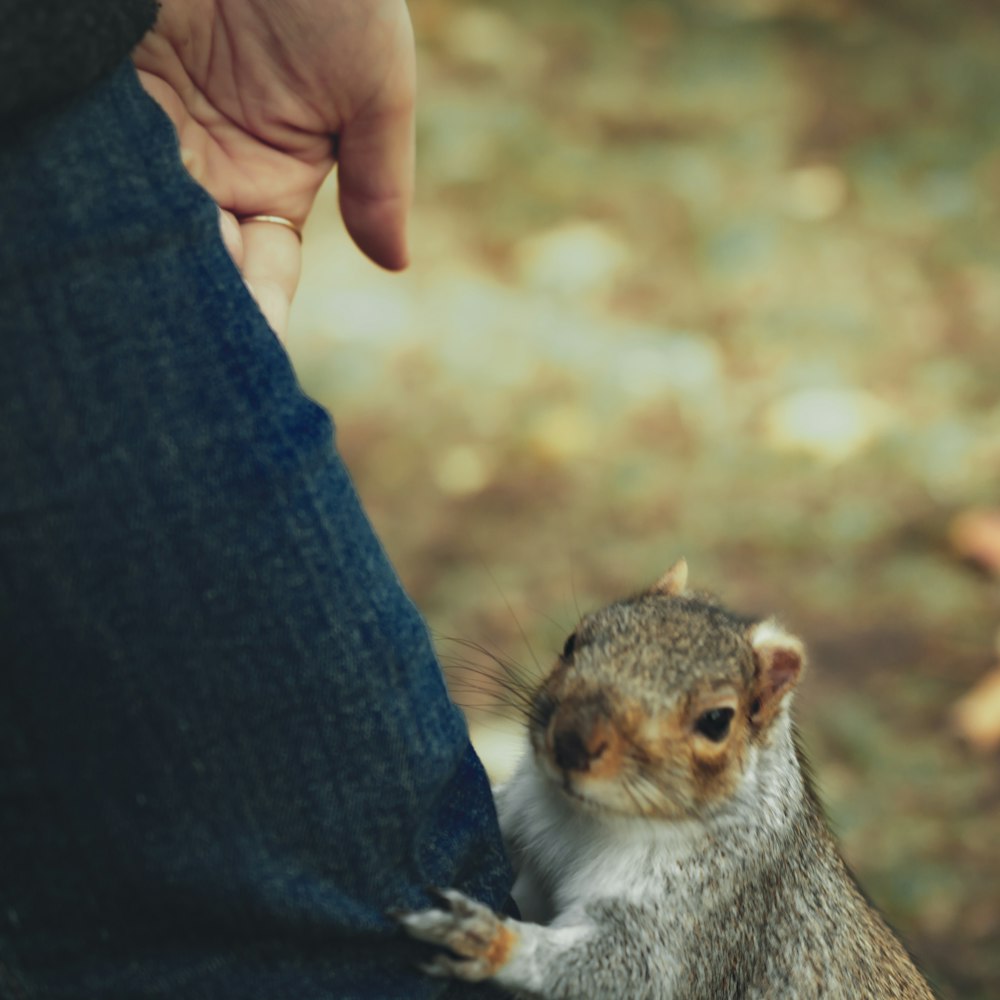 shallow focus photo of white and brown squirrel