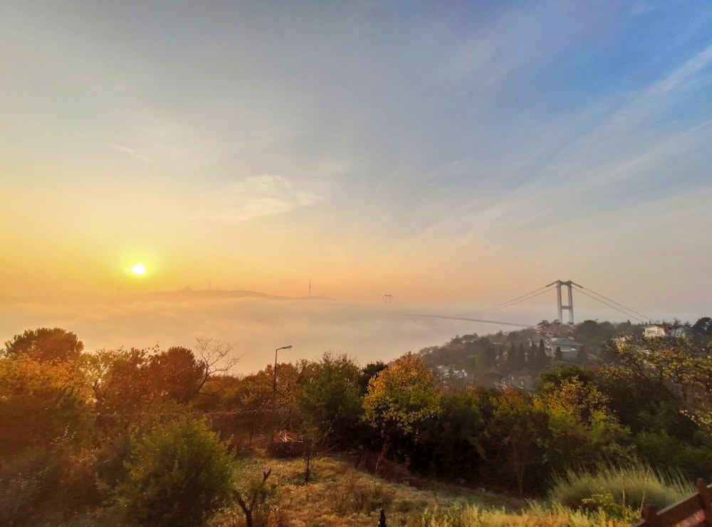 trees on hill with suspension bridge in distance