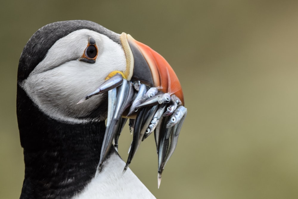 Macareux moine, oiseau mangeant du poisson