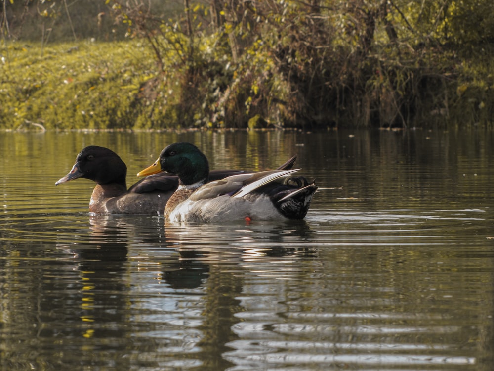 deux canards noirs sur plan d’eau