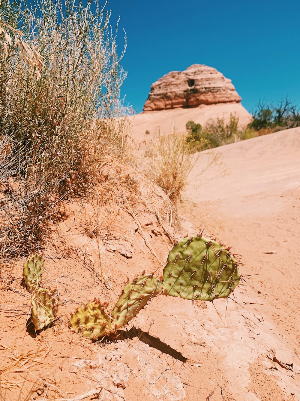 green cactus on sand field during day