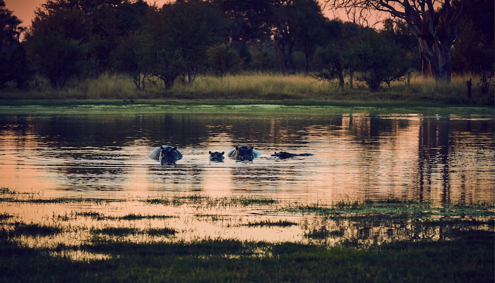 hippopotamus in the river surrounded with trees