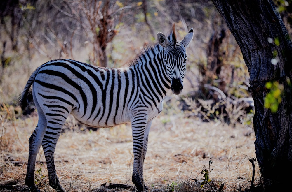 zebra preta e branca sob a árvore