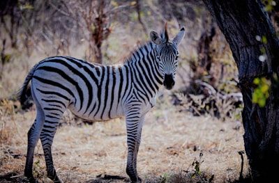 black and white zebra under the tree zimbabwe google meet background