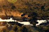 A herd of Indian elephants walking along a riverbank at dusk.