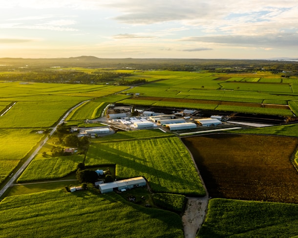 aerial photography of rice field