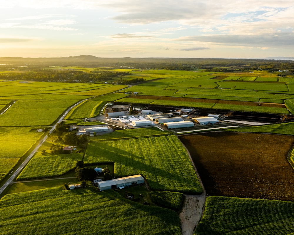 aerial photography of rice field