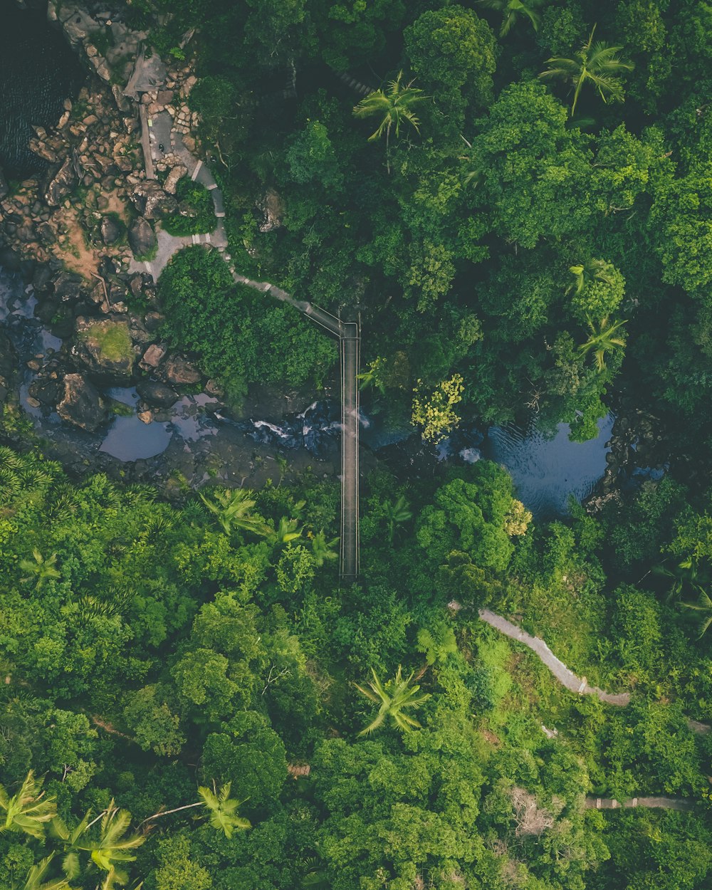 aerial photography of green-leaved trees