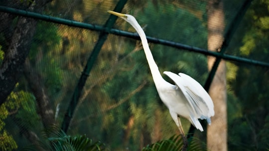 white egret in Nehru Zoological Park India