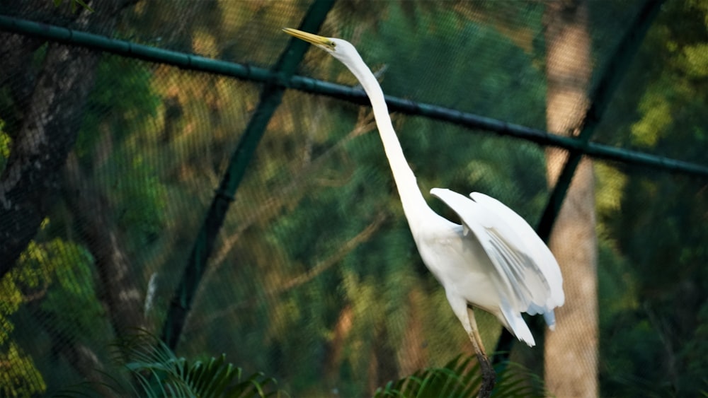 white egret