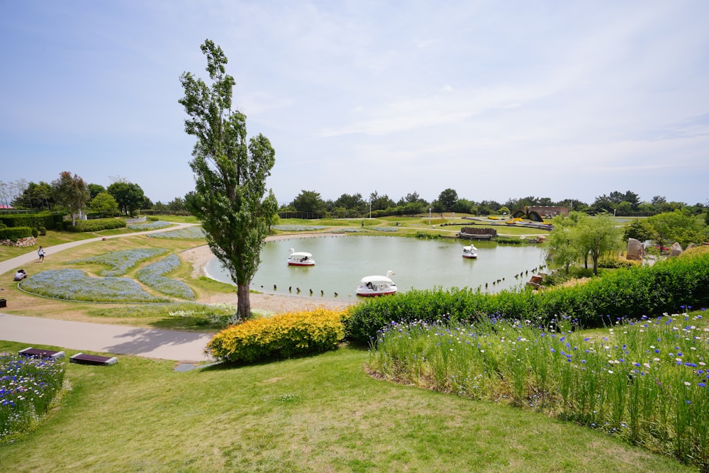 boats on pond near trees, road, grass, and plants during day