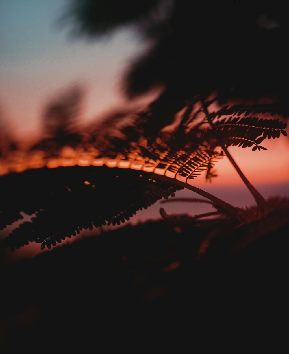 a close up of a plant with a sunset in the background