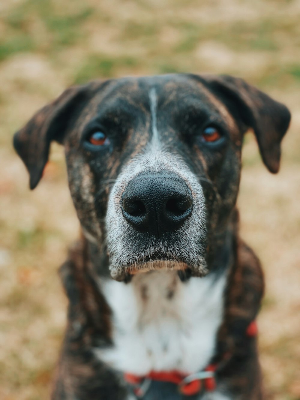 close up photography of white and black dog