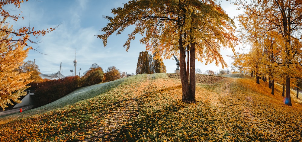 brunir les arbres pendant la journée