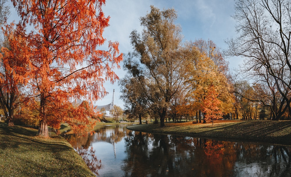 river surrounded with trees