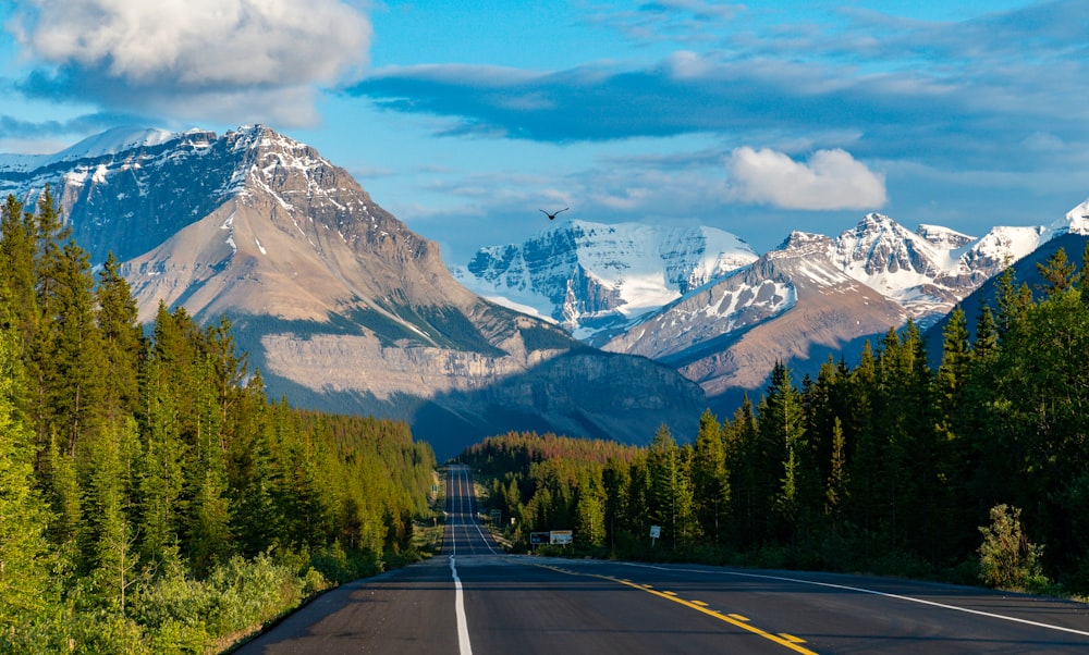 empty road surrounded with trees