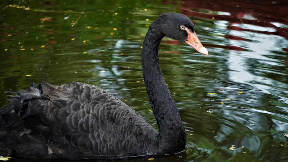 black swan floating on body of water