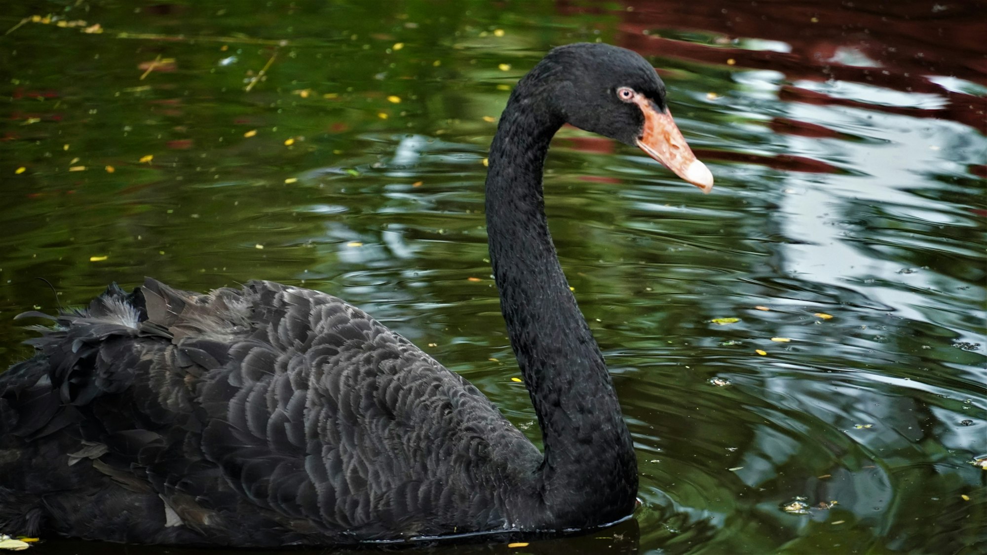 Jolly Swim..... #Black Swan
Photography By Yuvraj Yadav