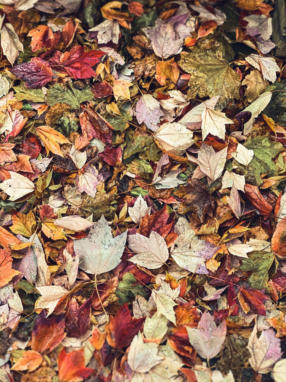 assorted-color leaf on ground