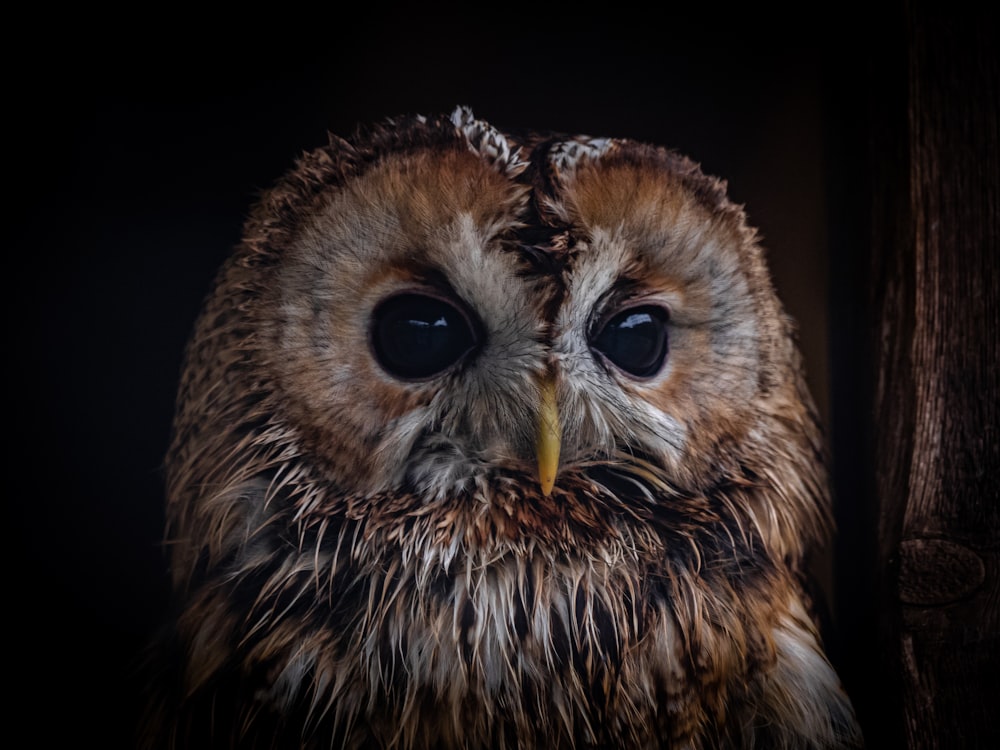 brown and white owl