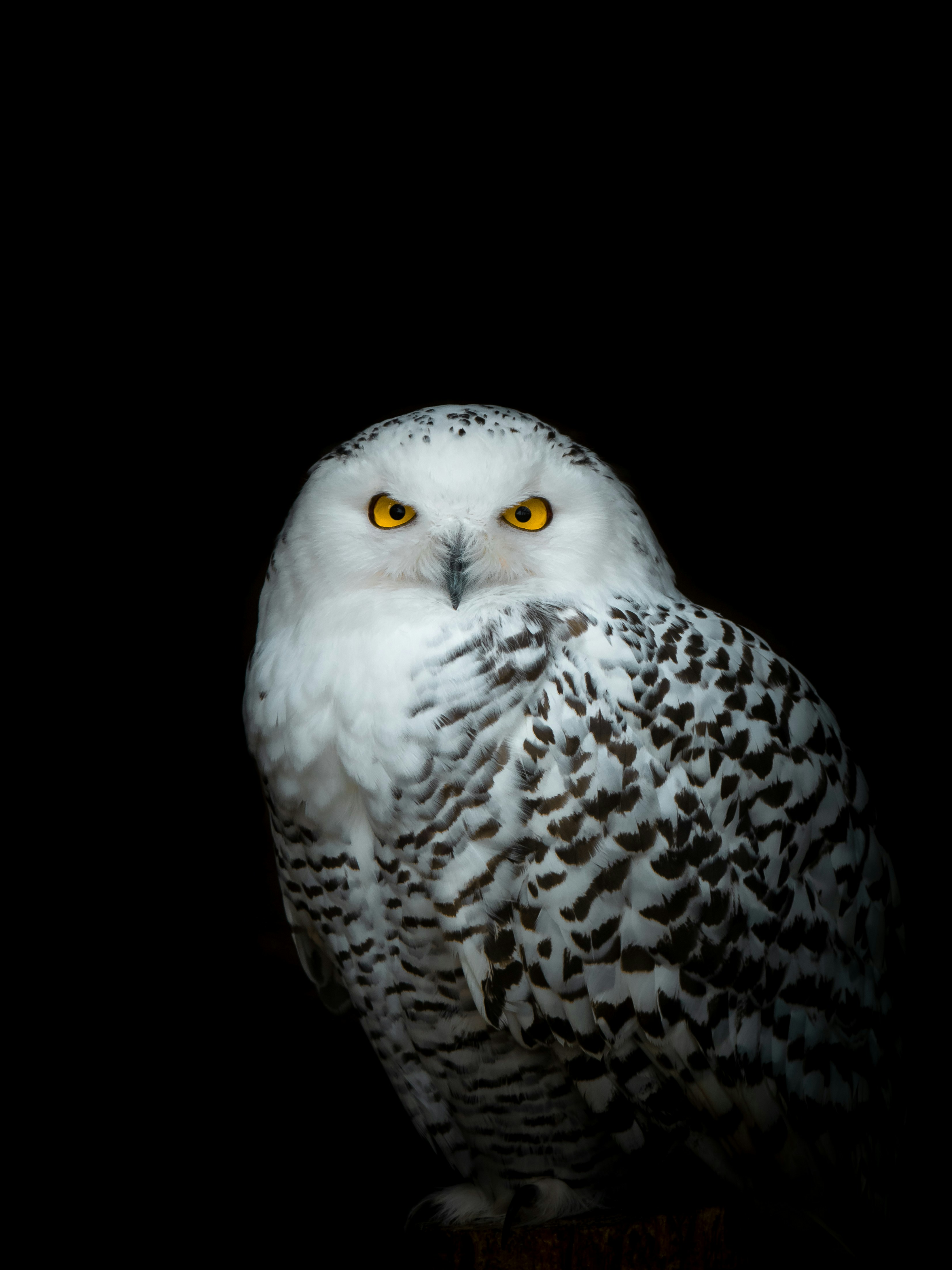 Brown And White Owl Figurine Photo Free Brown Image On Unsplash