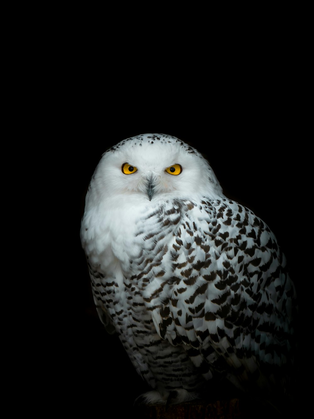 white and black owl