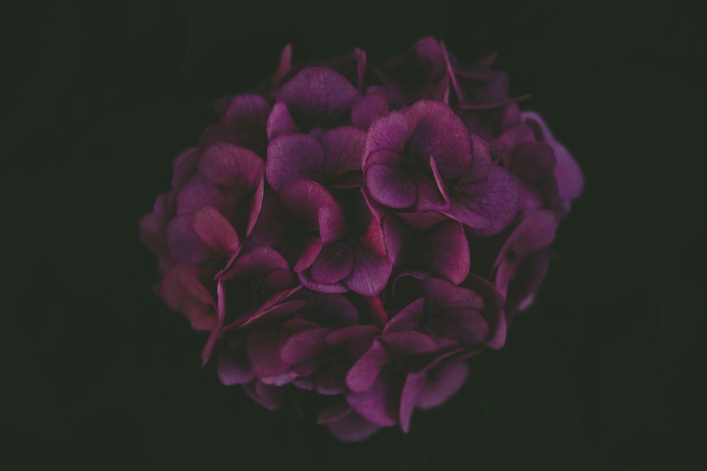 purple hydrangea wallpaper