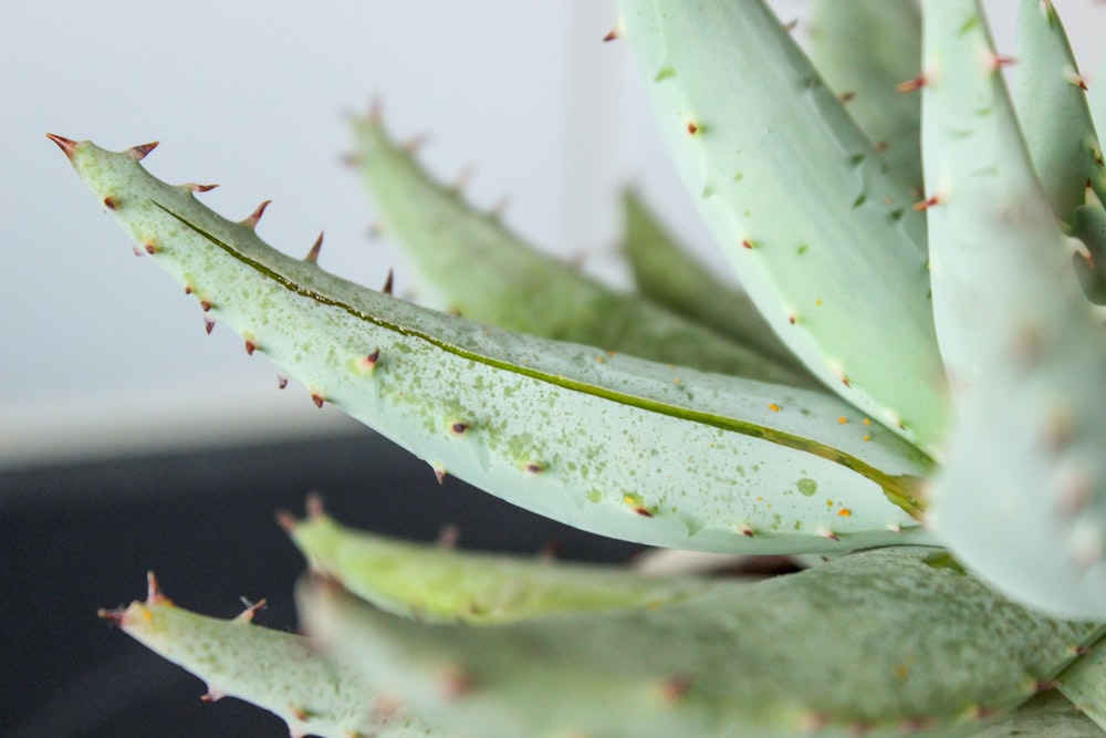 green aloe Vera plant