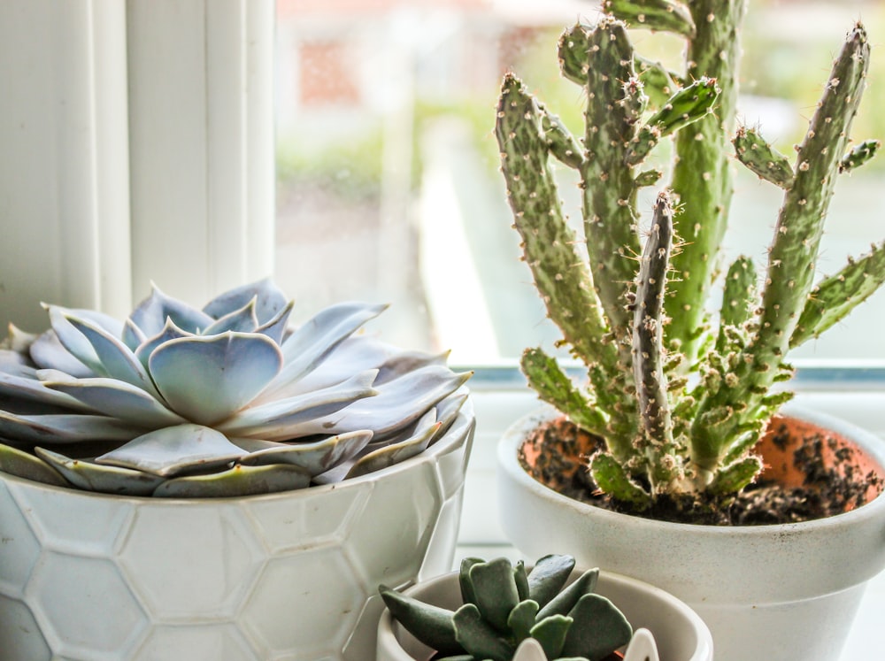 green succulent plants and cactus