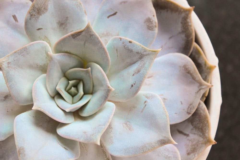 succulent plant close-up photo