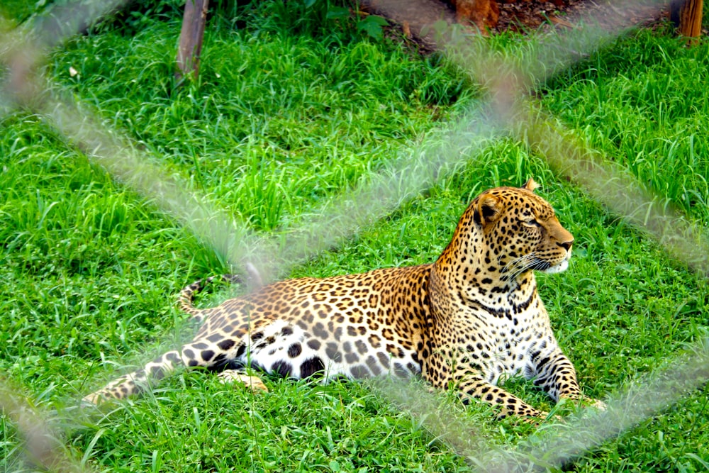 brown white and black leopard resting on grass field