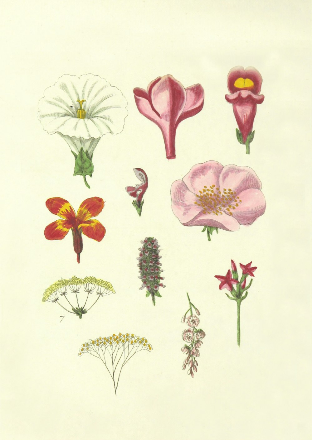 Ilustraciones de flores de colores variados