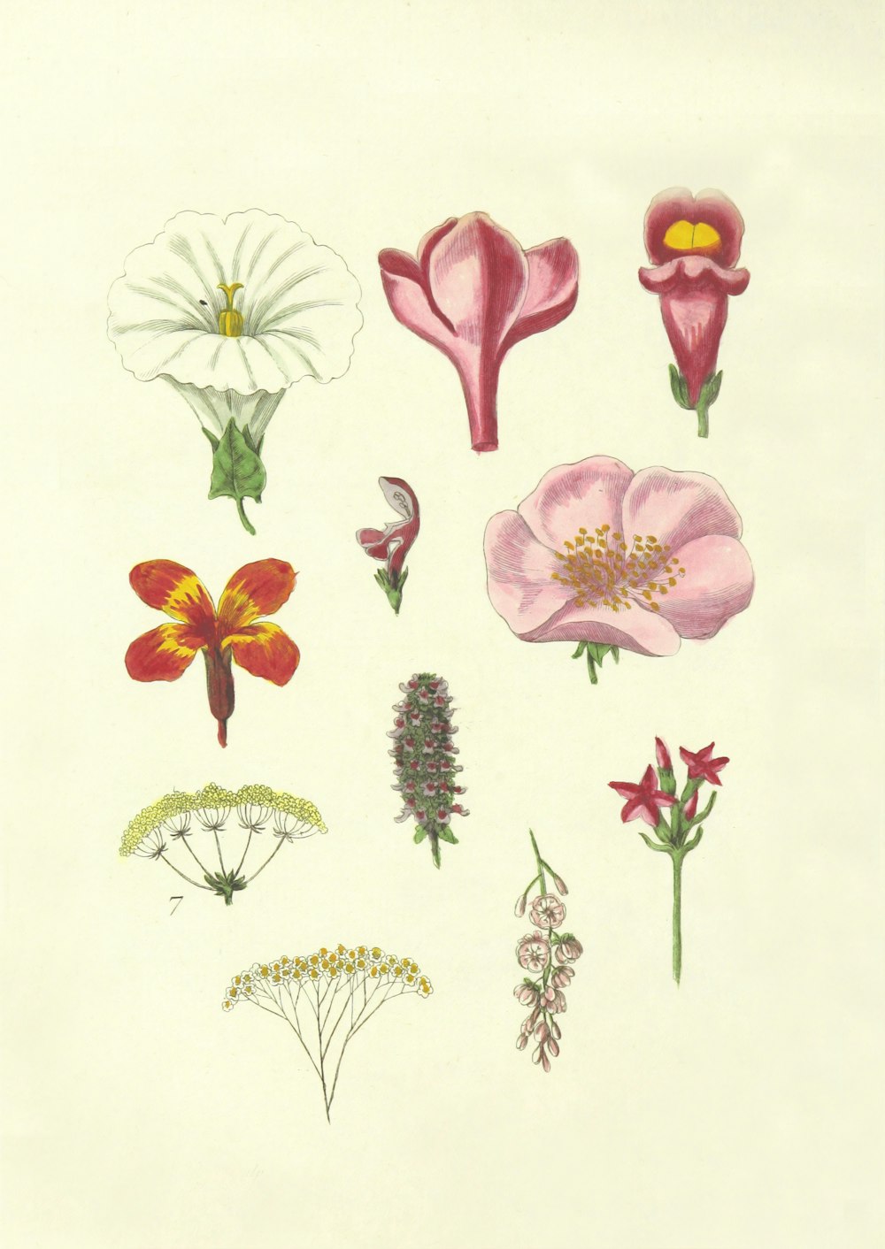 Blumenillustrationen in verschiedenen Farben